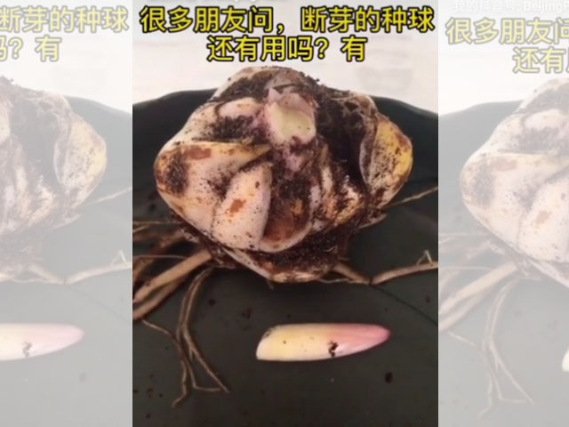 斷芽種球的驚喜