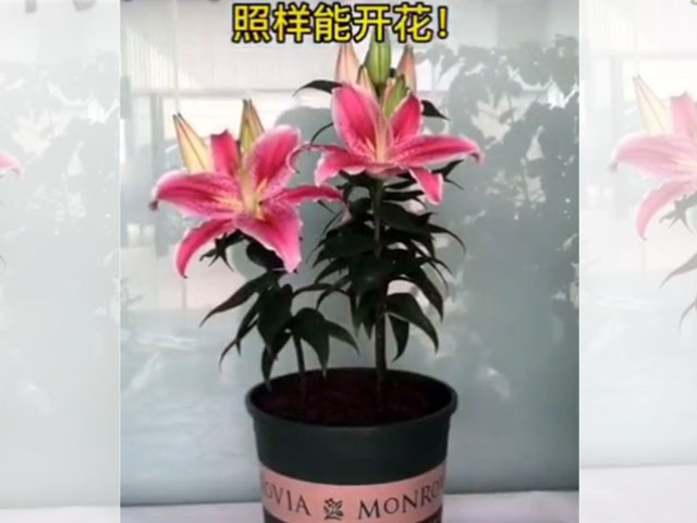 斷芽種球的驚喜