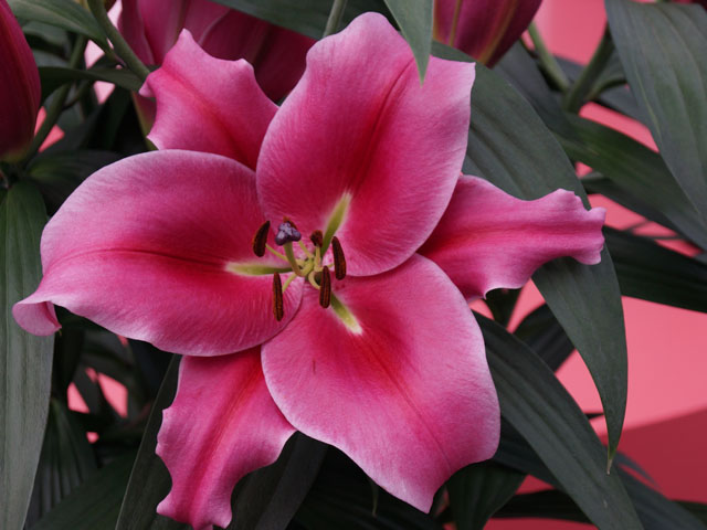 百合花種球種植對土的要求 百合花種球種植對土的要求