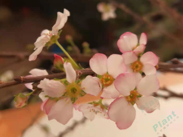 粉色噴雪花好養(yǎng)的花境植物，讓你擁有仙境般的生活