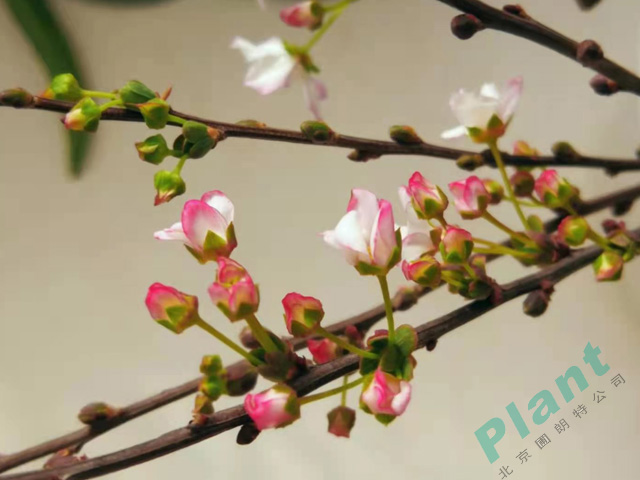 粉色噴雪花好養(yǎng)的花境植物，讓你擁有仙境般的生活
