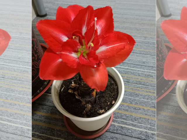 進口朱頂紅種球如何處理，還有哪些注意事項