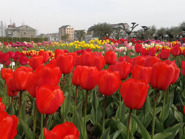 郁金香種球—公園花海的締造者 郁金香種球—公園花海的締造者