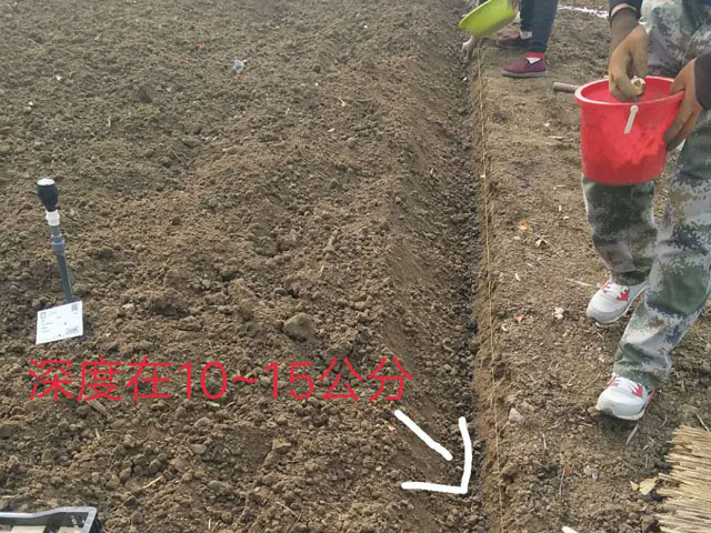 關于郁金香的種植方法 關于郁金香的種植方法