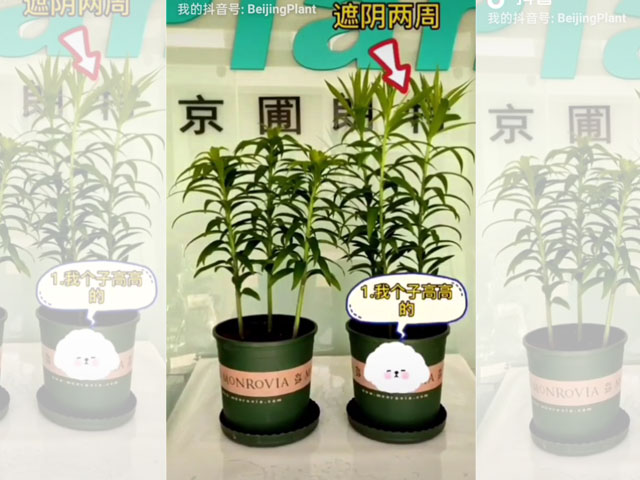 光照對百合植株的影響