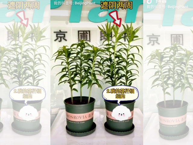 光照對百合植株的影響
