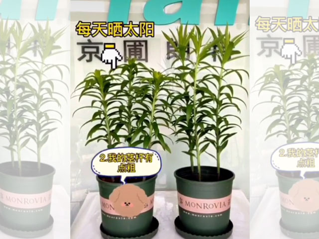 光照對百合植株的影響
