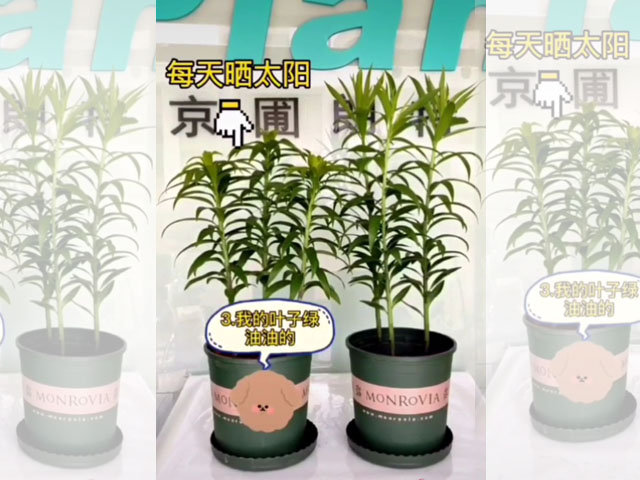光照對百合植株的影響