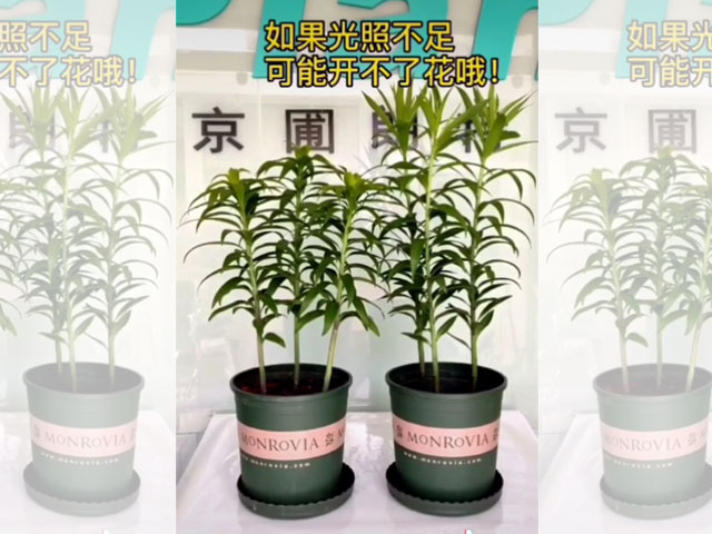光照對百合植株的影響