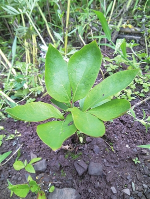 航天芍藥助推生態(tài)產(chǎn)業(yè)