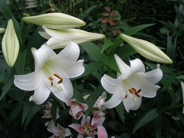 百合花的種球批發(fā)廠家