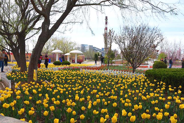 花開滿園