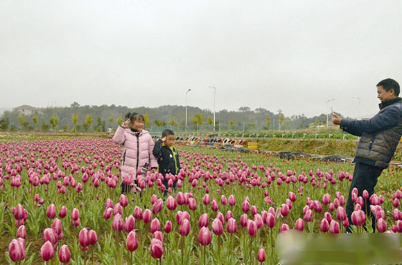 數(shù)十畝花卉