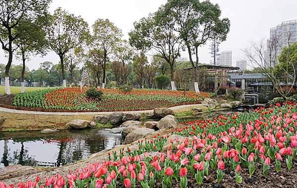 公園萬株郁金香風(fēng)信子爭奇斗艷