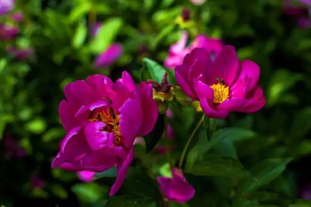 芍藥花開