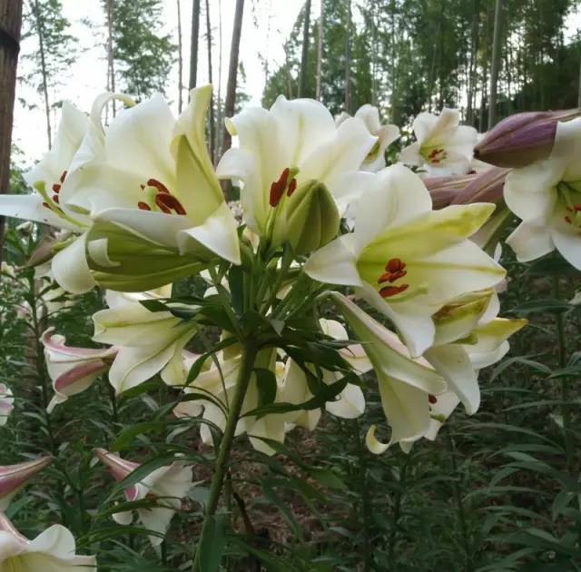 正值開放的海曙百合花海