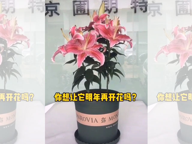 百合花后養(yǎng)護(hù)