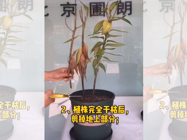 百合花后養(yǎng)護(hù)