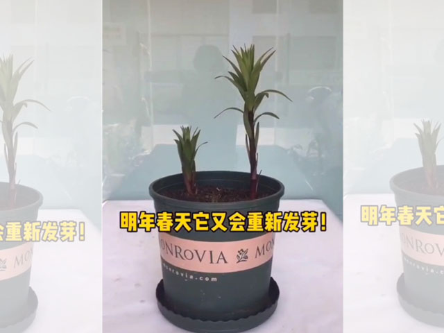 百合花后養(yǎng)護(hù)