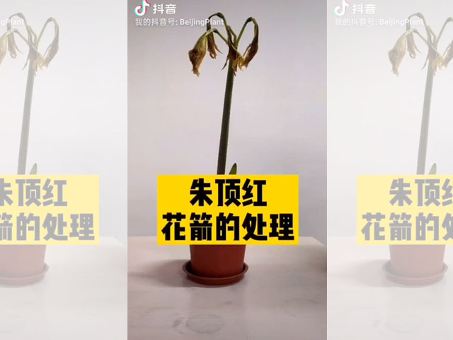 朱頂紅花箭的處理