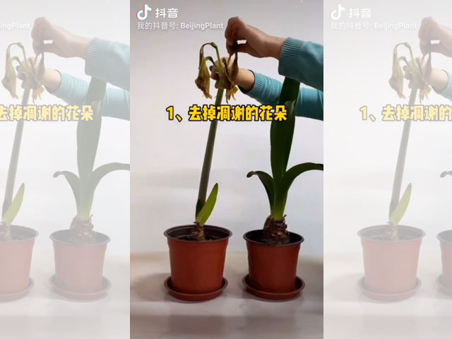 朱頂紅花箭的處理