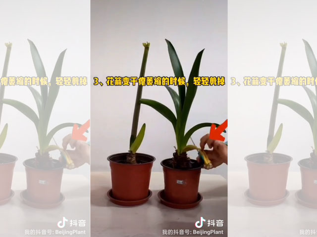 朱頂紅花箭的處理