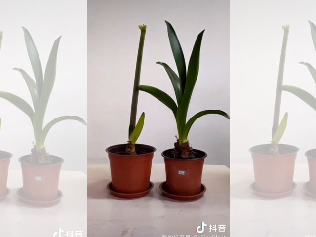 朱頂紅花箭的處理