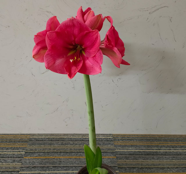 朱頂紅種球怎么種系列一:花球的處理 朱頂紅種球怎么種系列一:花球的處理