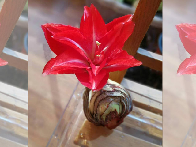 開花美觀大氣朱頂紅種球