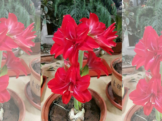 開花美觀大氣朱頂紅種球
