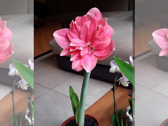進(jìn)口朱頂紅種球冬季養(yǎng)護(hù)技巧
