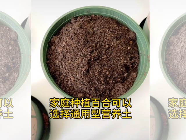 家庭種植百合種球 家庭種植百合種球