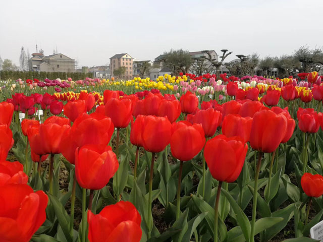 進口郁金香花種球種植應(yīng)該注意的問題 進口郁金香花種球種植應(yīng)該注意的問題
