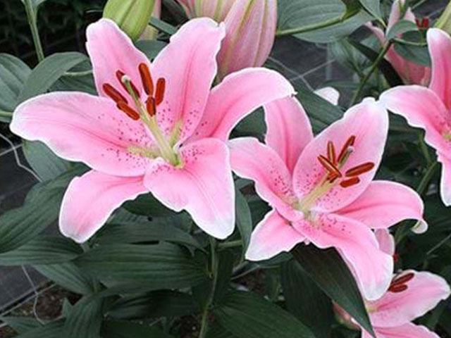 百合花種球質(zhì)優(yōu)品質(zhì)把控