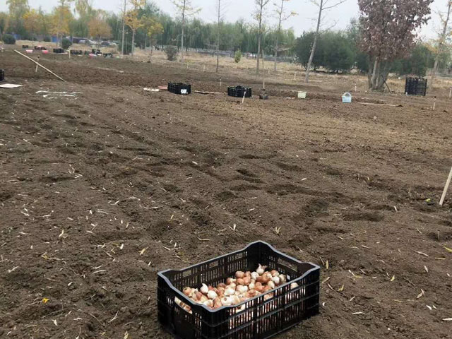教師節(jié)要到了，不如送些代表博愛和祝福的郁金香！