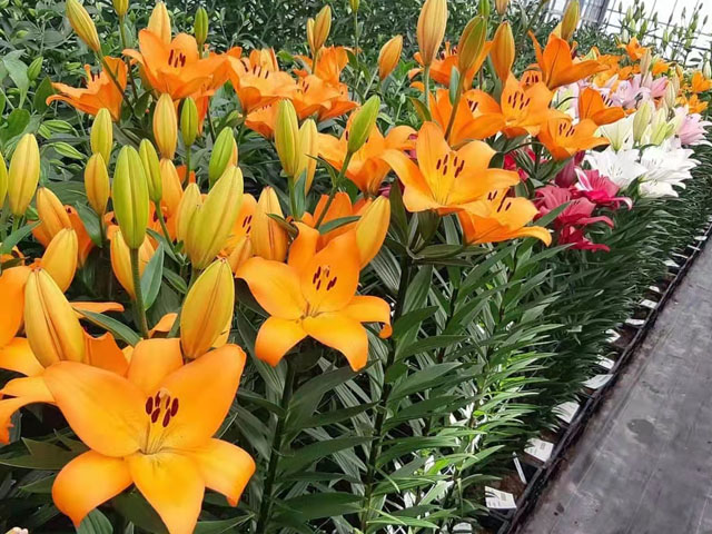 公園花海的營造者&mdash;百合種球
