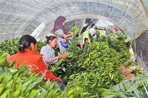 村民在包裝百合花