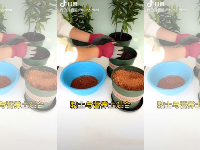 百合種球混合土壤配置 百合種球混合土壤配置