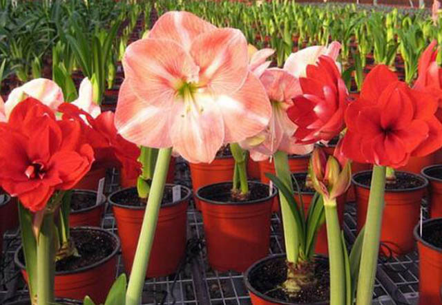 正確種植朱頂紅種球的方法，你知道嗎？