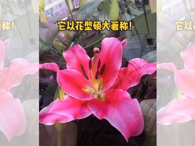 百合品類介紹OT百合