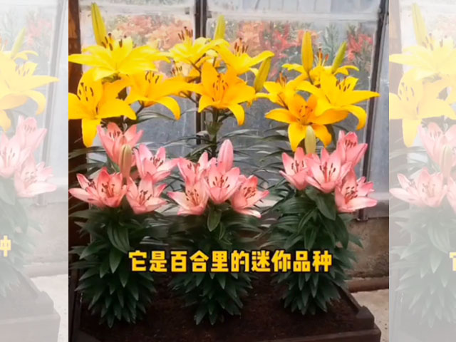 百合品類介紹-盆栽百合
