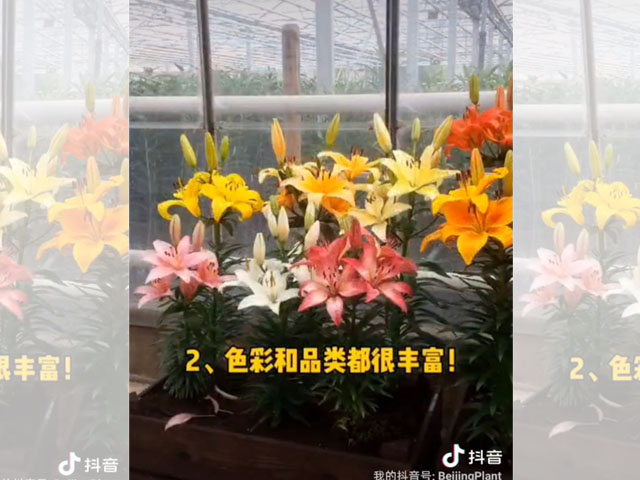 百合品類介紹-盆栽百合