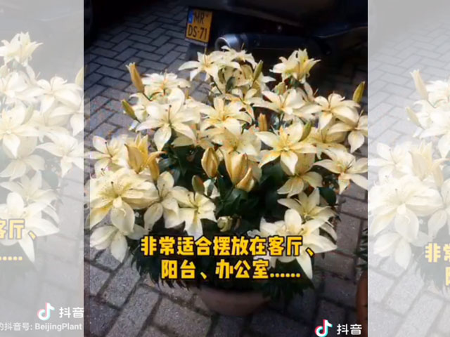 百合品類介紹-盆栽百合
