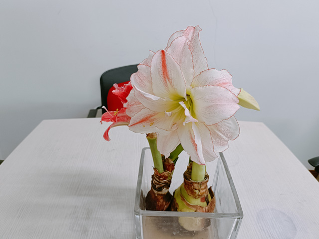 進(jìn)口朱頂紅種球的水培種植要點(diǎn)