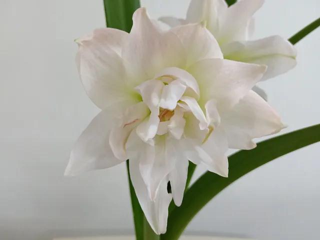 朱頂紅種球
