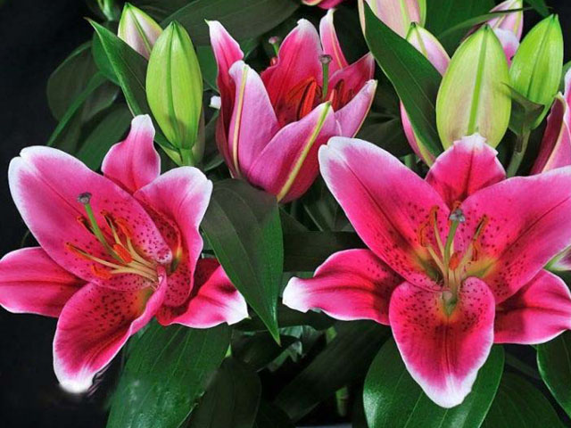 百合的種植對氣候環(huán)境有哪些要求 百合的種植對氣候環(huán)境有哪些要求