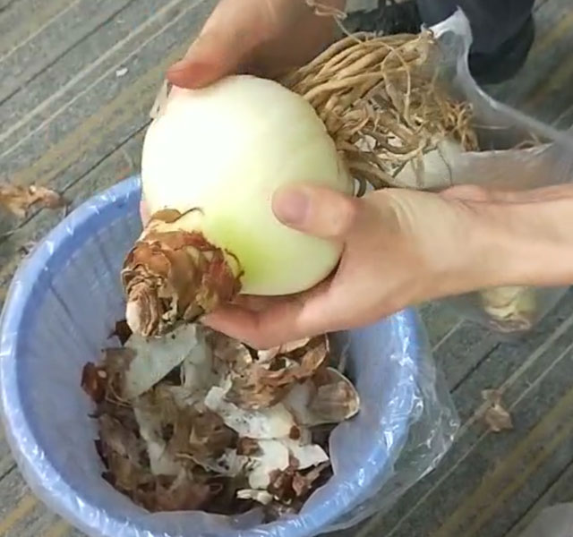 朱頂紅種球去老皮 朱頂紅種球去老皮