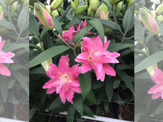 質(zhì)優(yōu)百合種球這樣來(lái)挑選