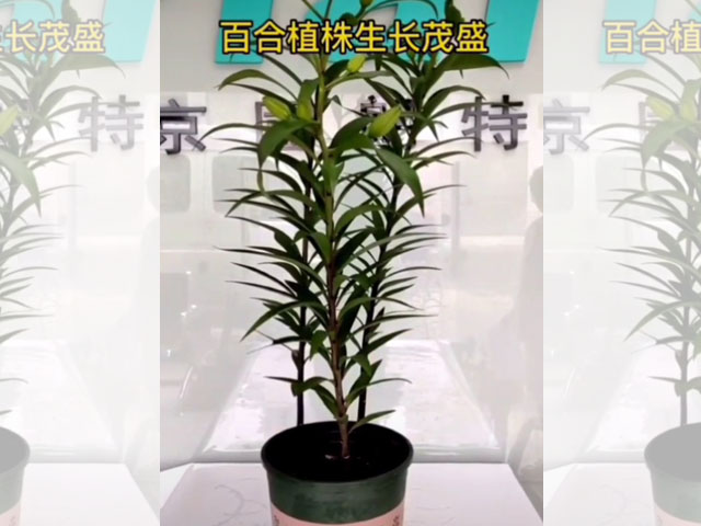 長大后的百合植株可以隨意施肥了嗎？