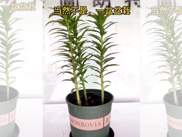 長大后的百合植株可以隨意施肥了嗎？